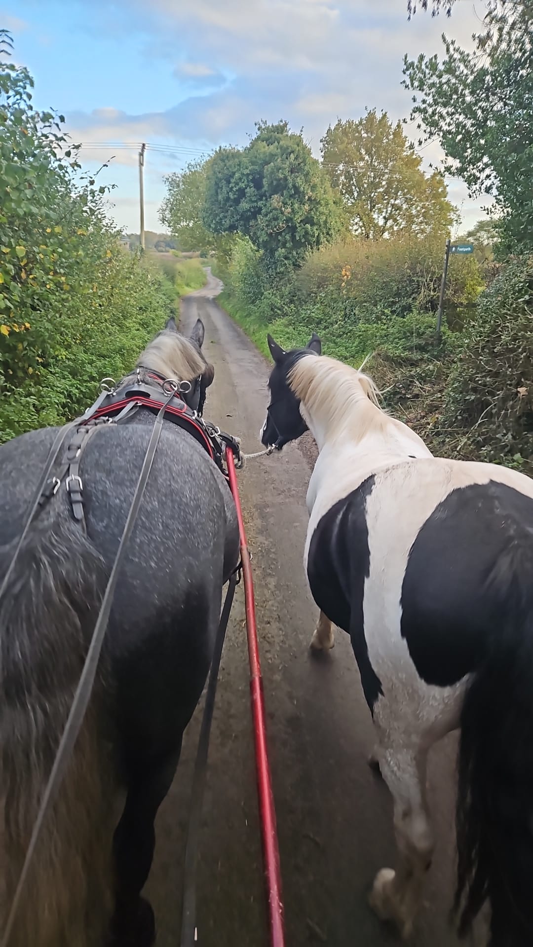 Horse walking with another horse being driven